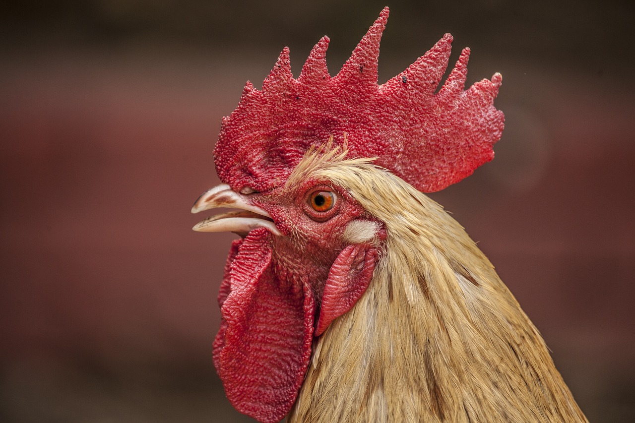 Strategies for Rearing Local Fowl Breeds